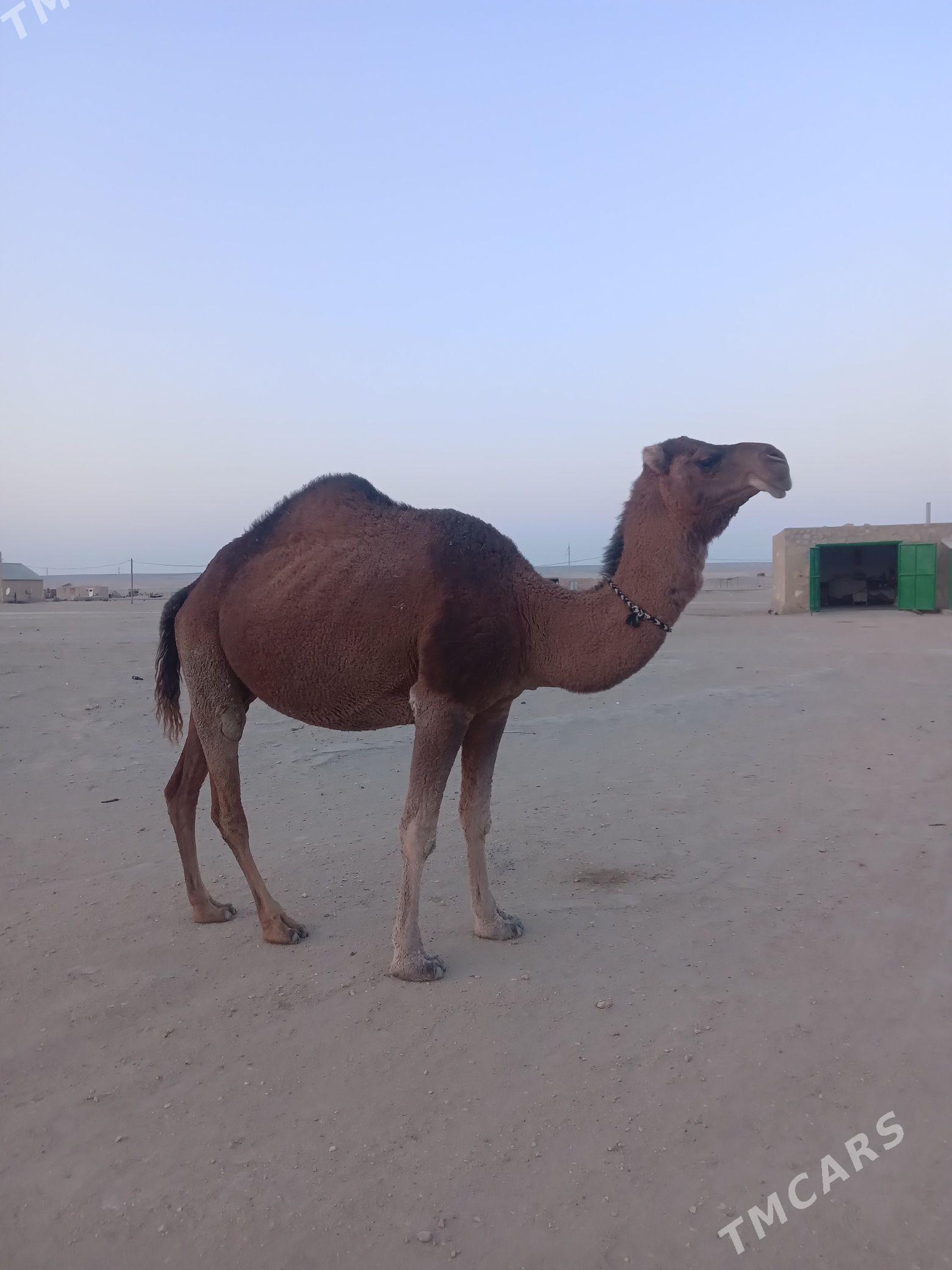 Torumly düýe - Bereket - img 2