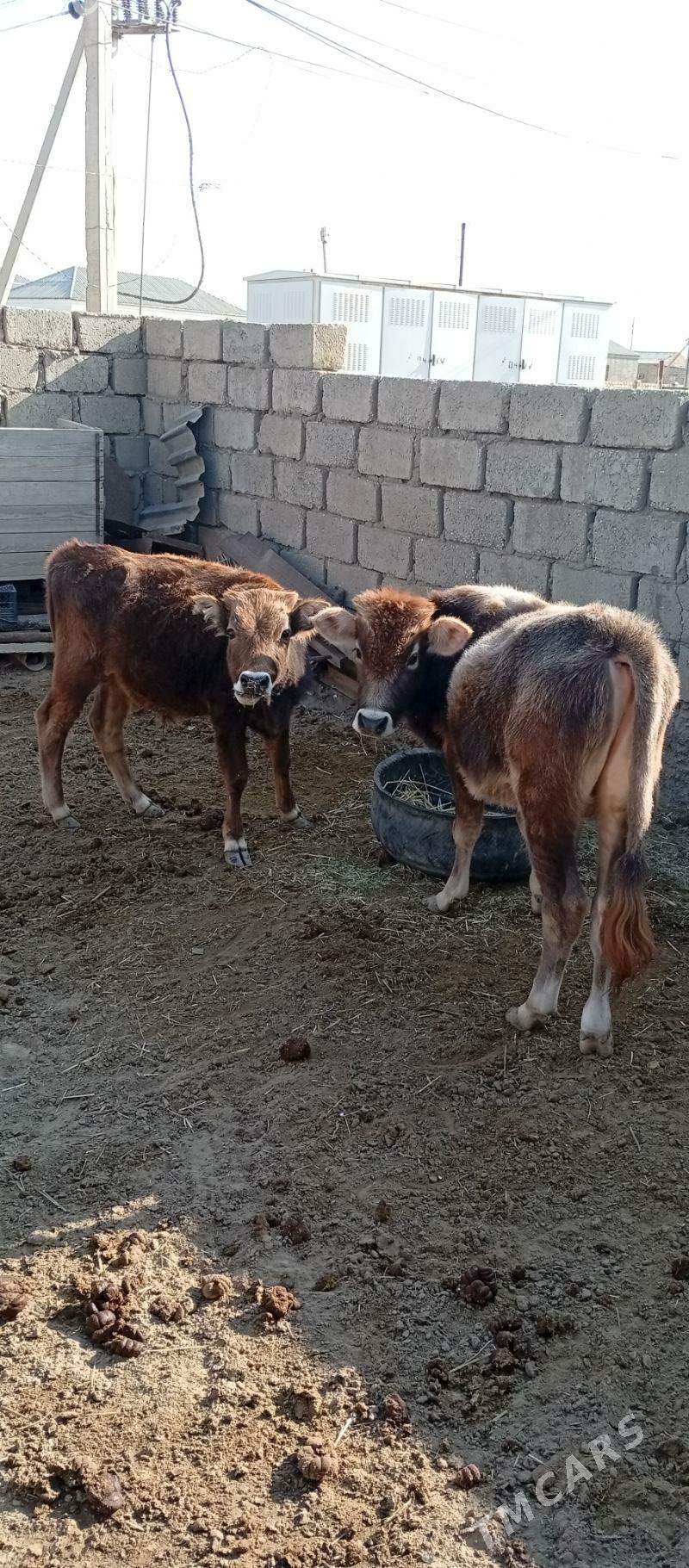 Öküzçe - Эсенгулы - img 1