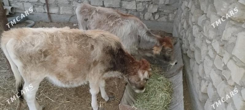 Gole - Esenguly - img 3