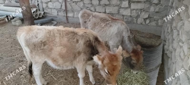 Gole - Esenguly - img 4