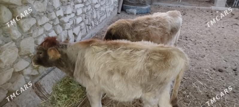 Gole - Esenguly - img 1