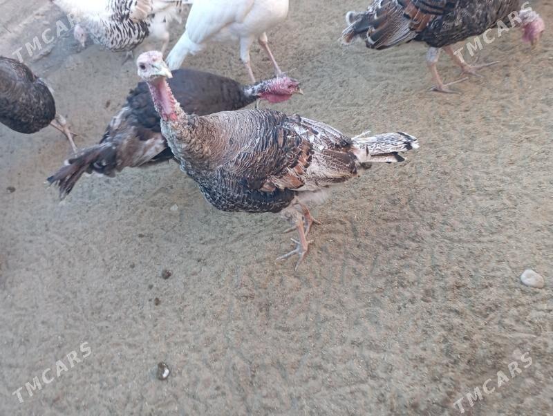 induk - Гумдаг - img 7