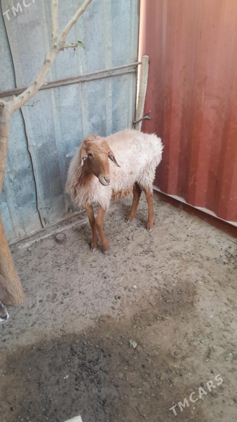 goyun - Балканабат - img 3