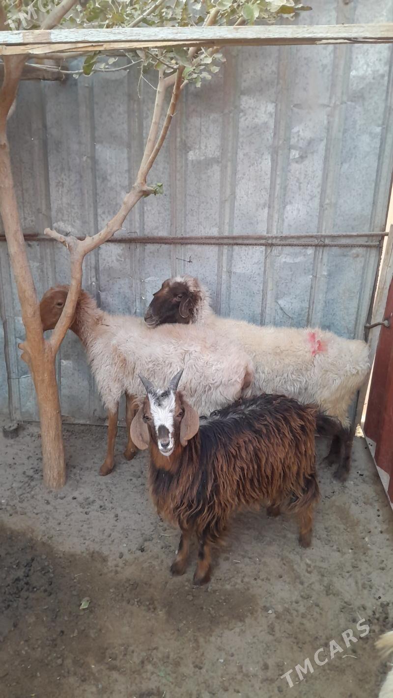 goyun - Балканабат - img 6