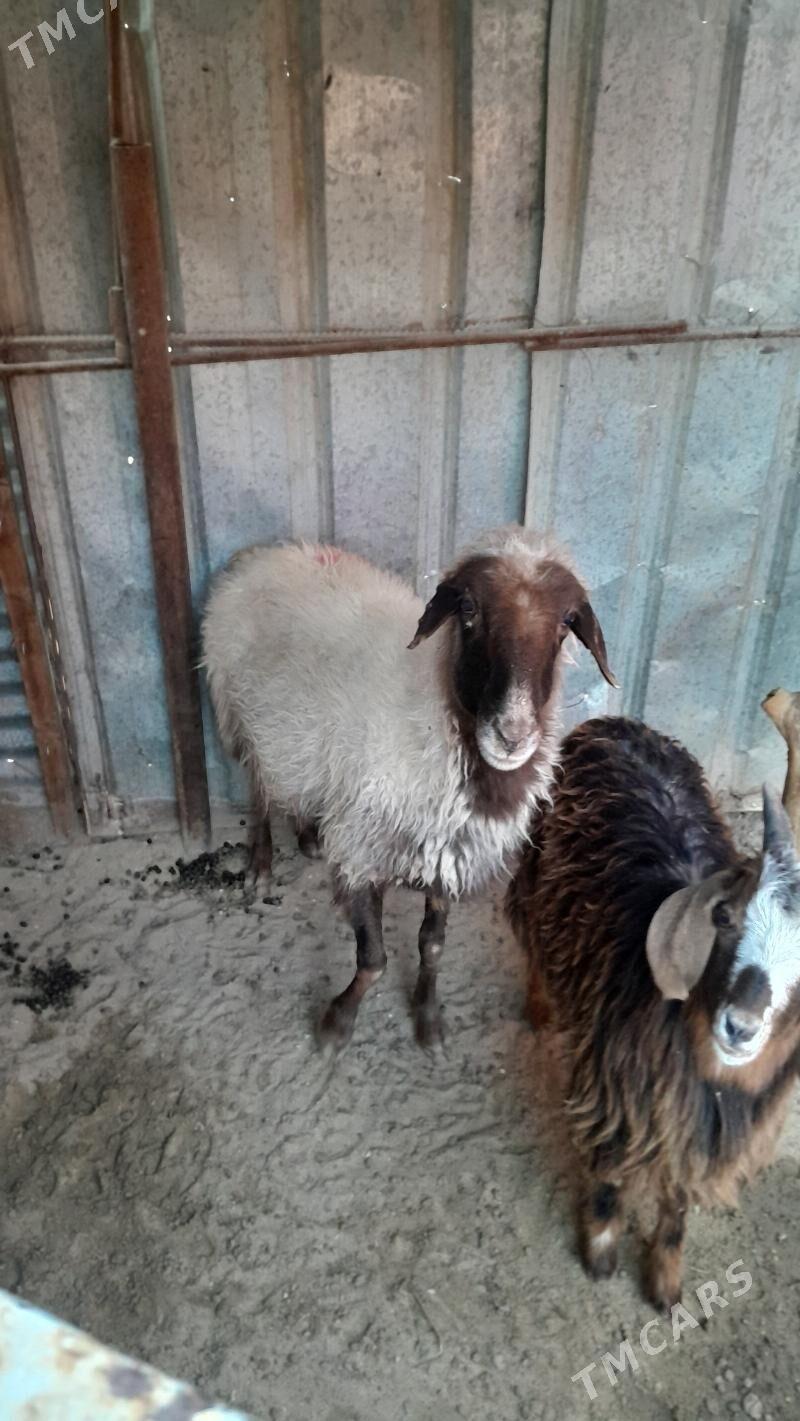 goyun - Балканабат - img 4