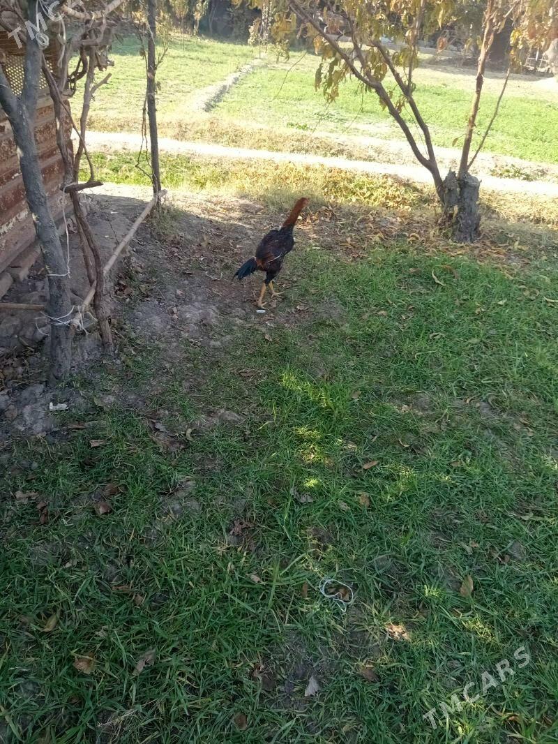 Horaz - Чарджоу - img 4