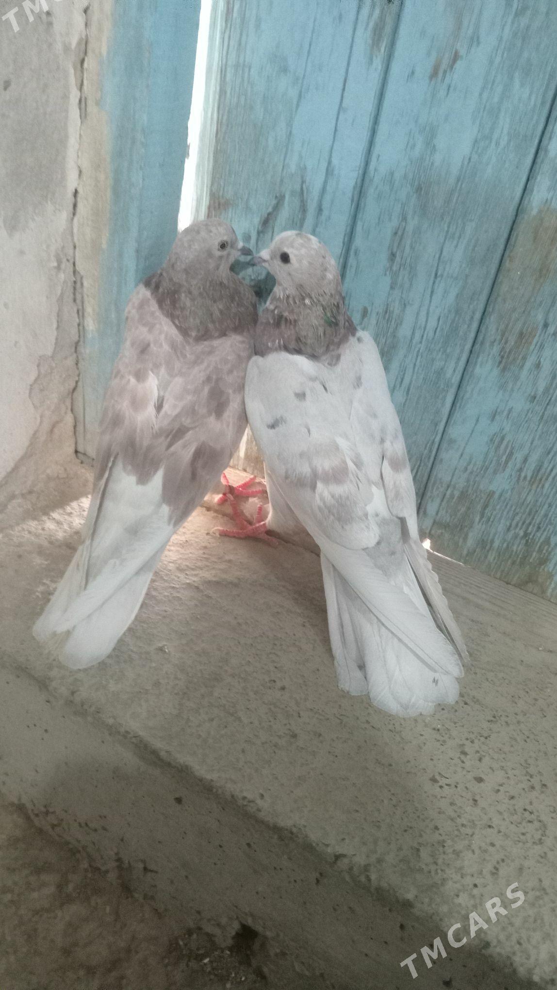 kepderi - Гызыларбат - img 2