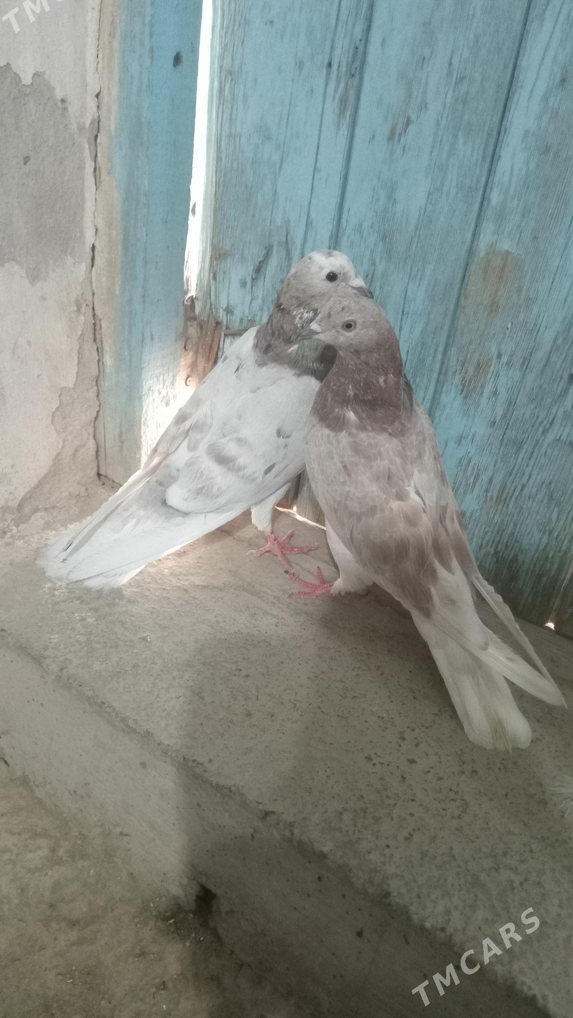 kepderi - Гызыларбат - img 3