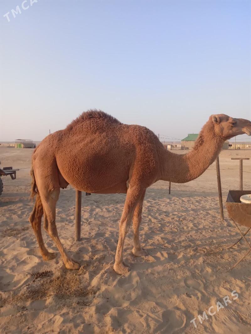 Düýe - Bereket - img 2