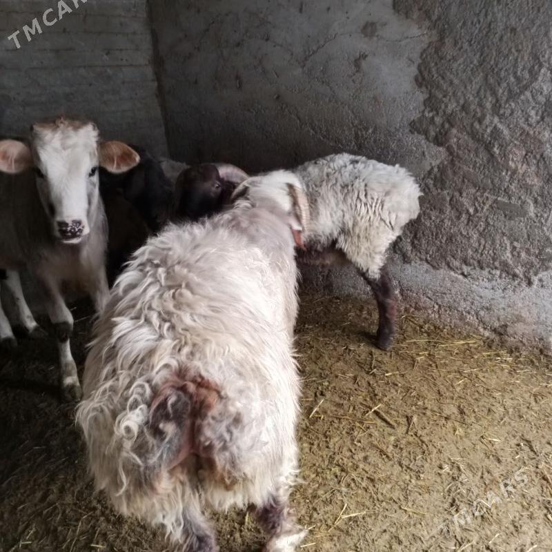 goçlar goyunlar - Бахарден - img 7