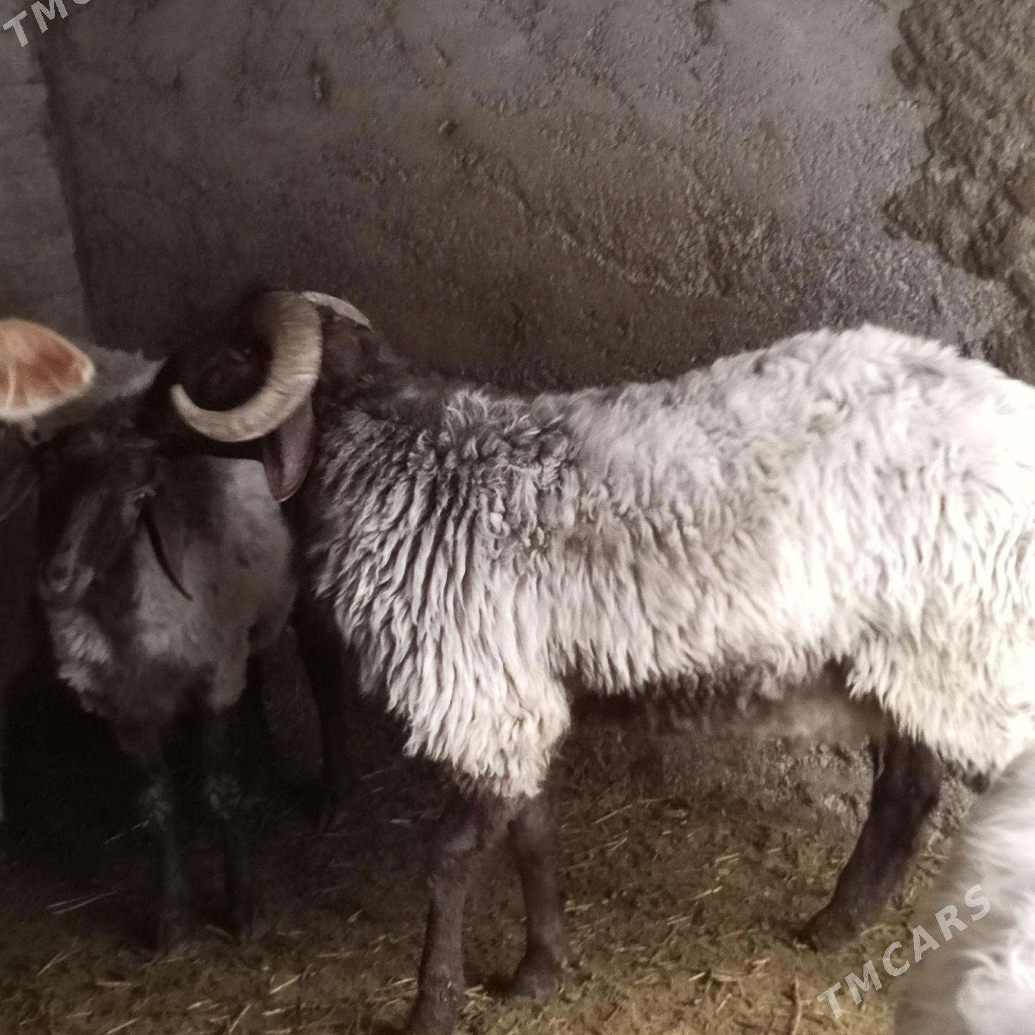 goçlar goyunlar - Бахарден - img 5