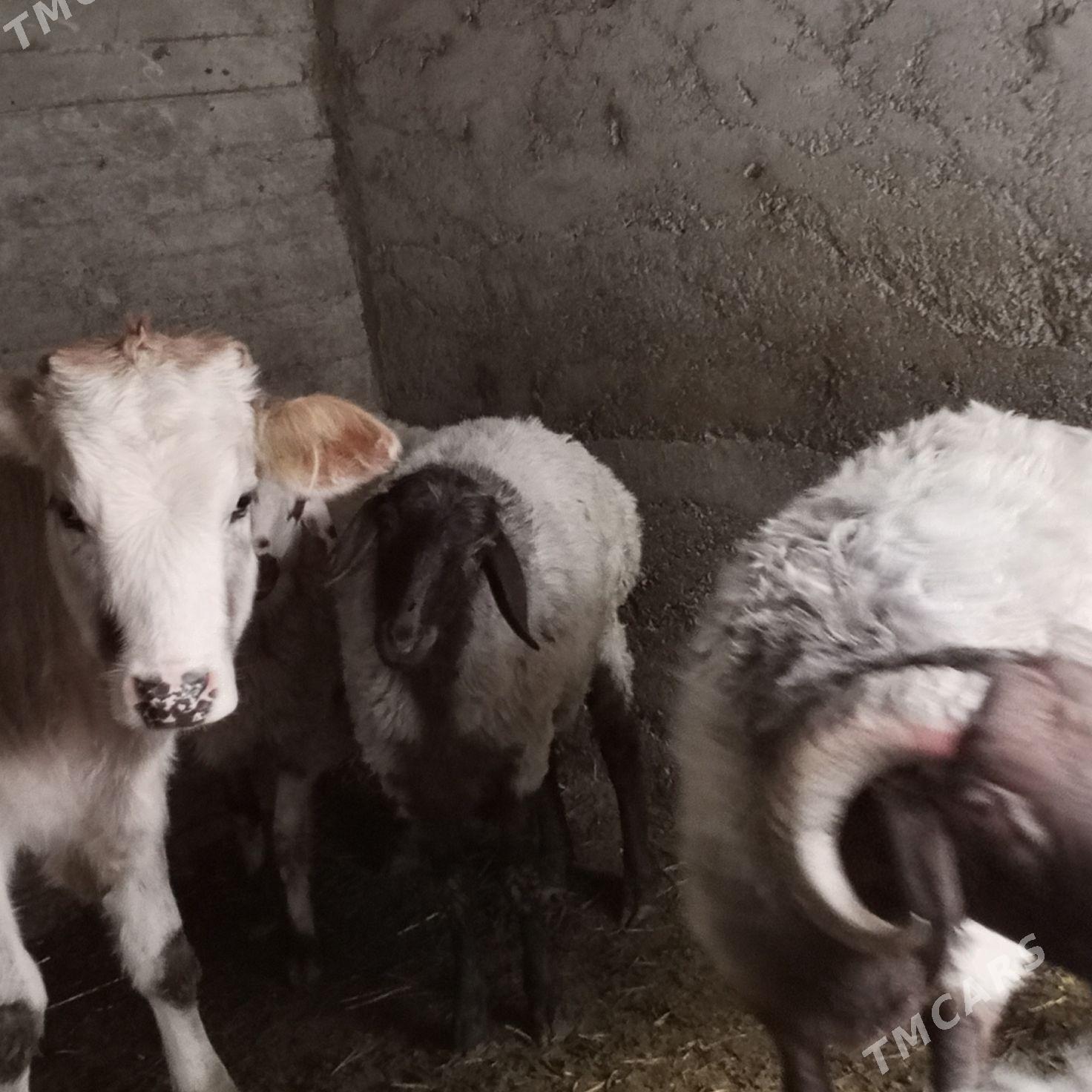 goçlar goyunlar - Бахарден - img 9