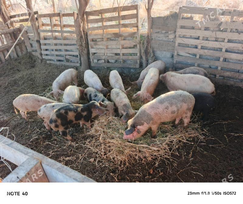 Doñuzlar - Фарап - img 1