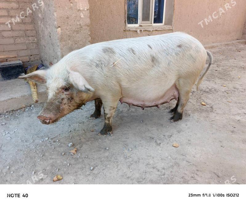 Doñuzlar - Фарап - img 3