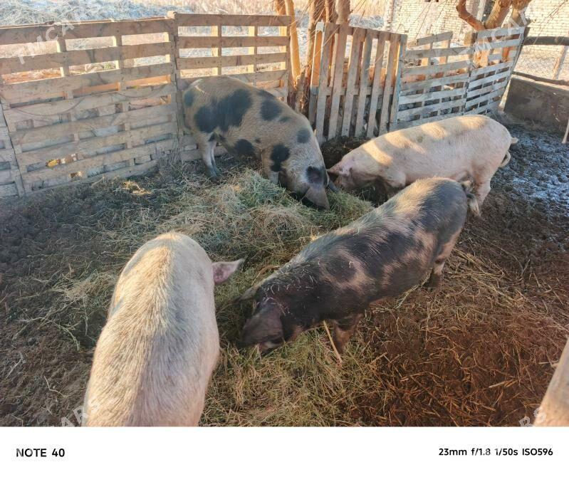 Doñuzlar - Фарап - img 2