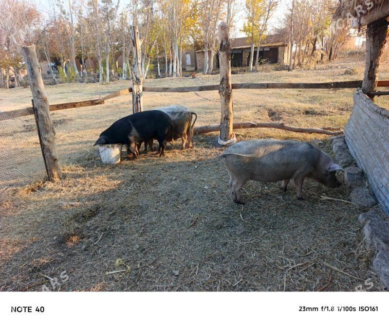 Doñuzlar - Фарап - img 5