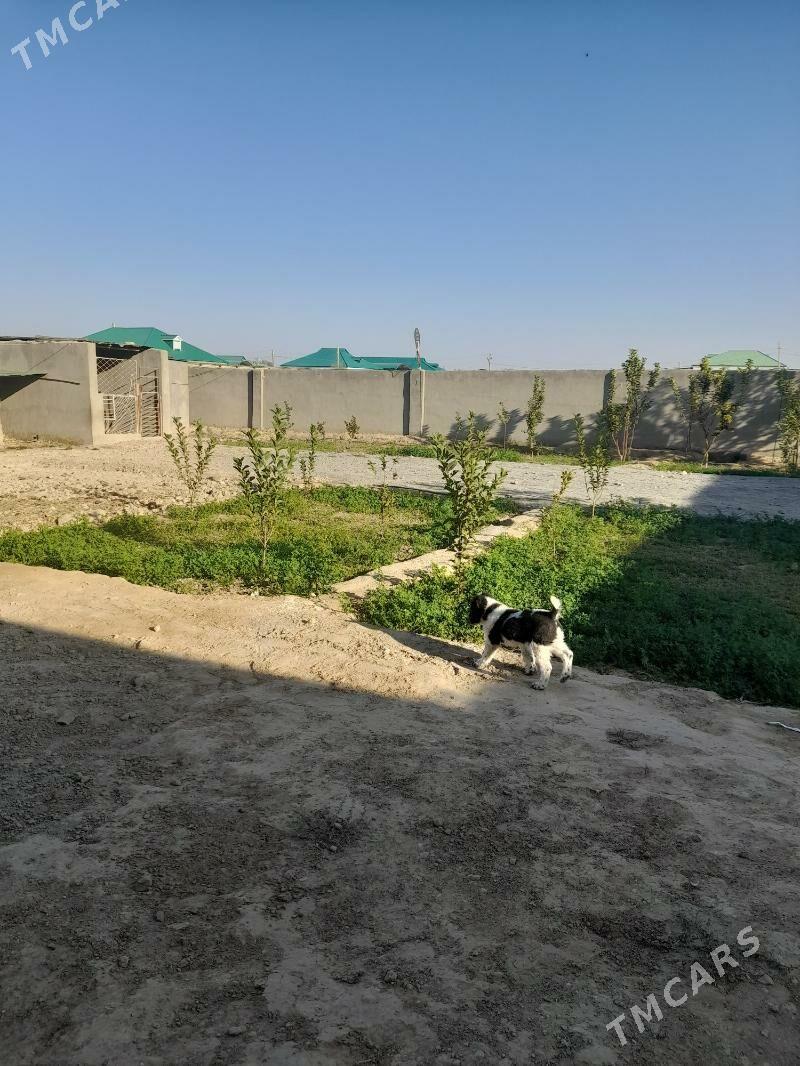 satlyk jay - Ak bugdaý etraby - img 1