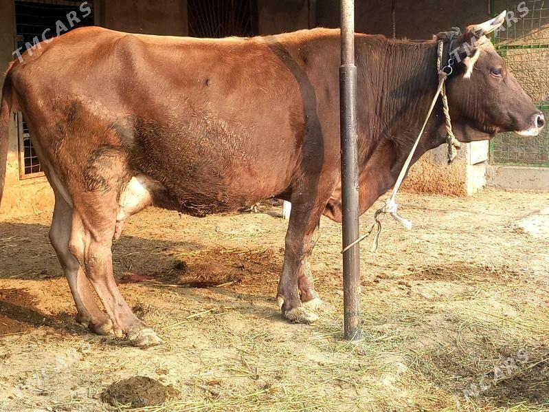 Goleli sygyr - Бахарден - img 2