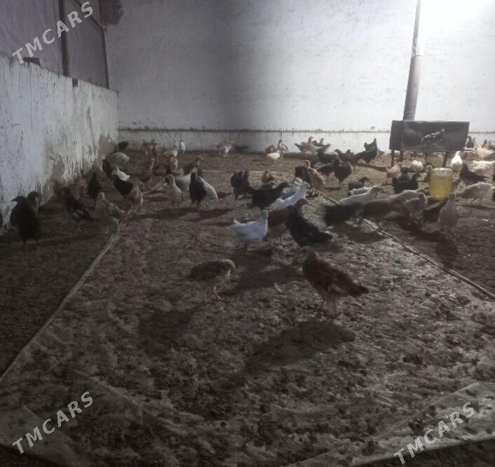 towuk juje - Mary - img 2