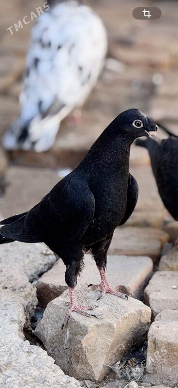 Кеплер - Türkmenabat - img 10