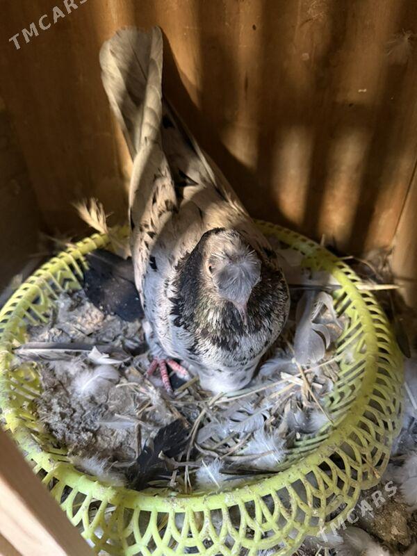 Кеплер - Türkmenabat - img 2