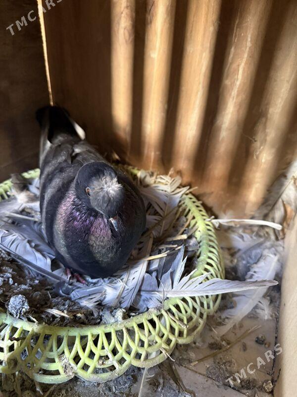 Кеплер - Türkmenabat - img 3