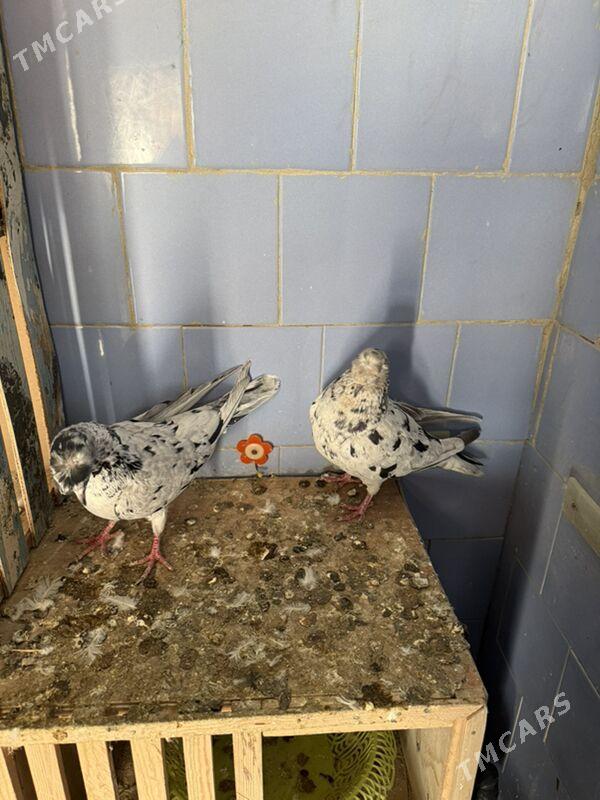 Кеплер - Türkmenabat - img 8