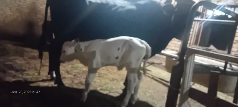 чорны пёстра сыгыр - Туркменабат - img 9