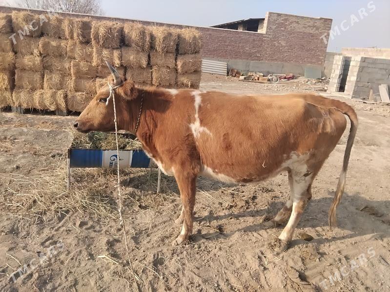 Sygyr - Бахарден - img 1