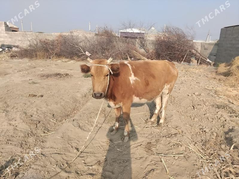 Sygyr - Бахарден - img 2