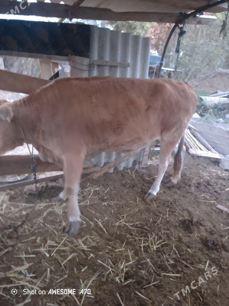 Sygyr - Багир - img 3