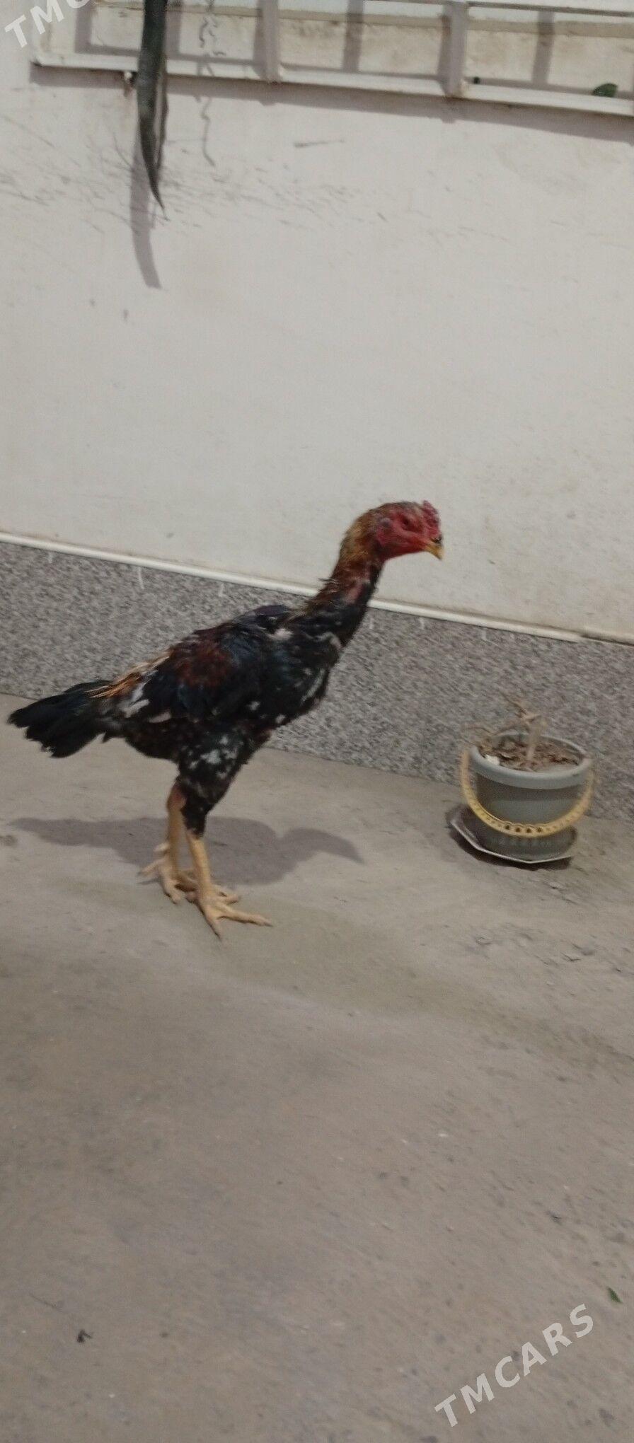 хораз - Туркменабат - img 2