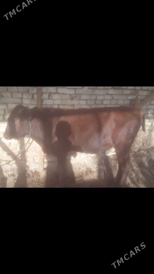 Ôkùz - Murgap - img 2