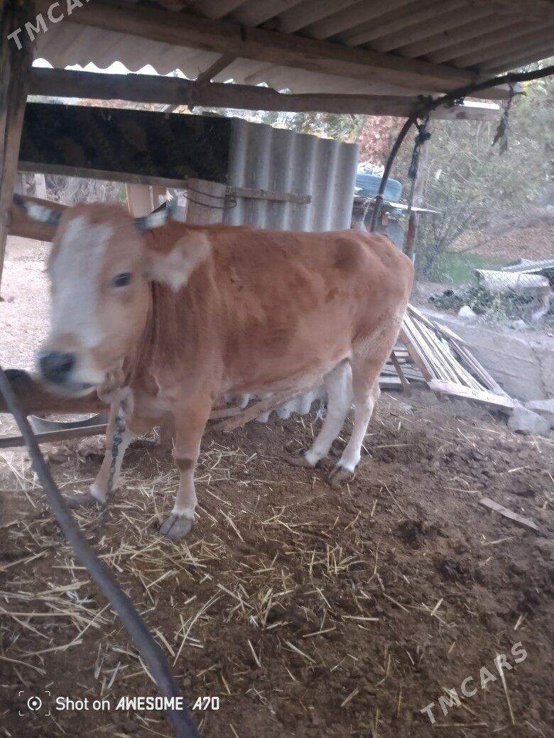 Sygyr - Багир - img 2