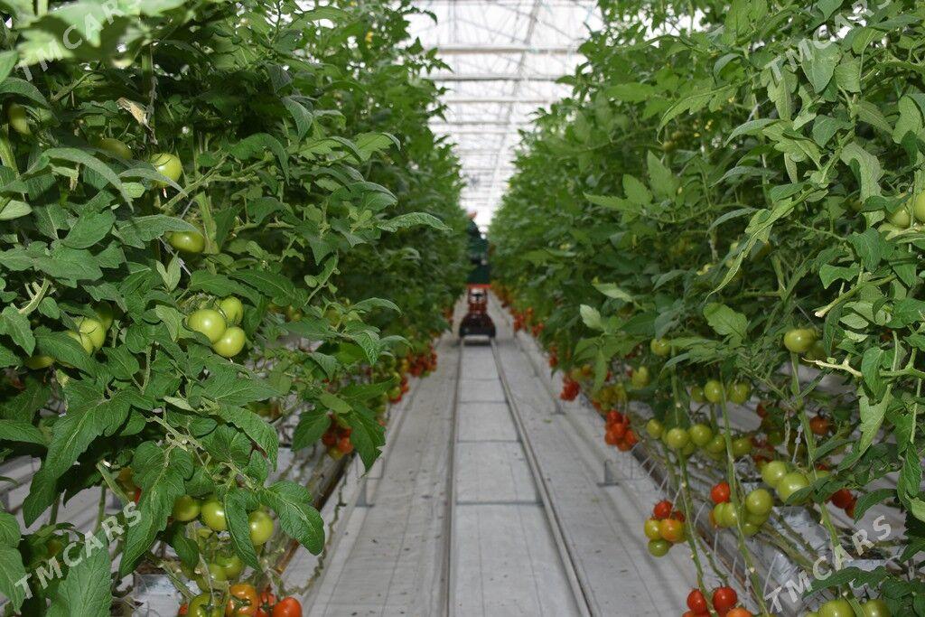 Işgär alýas - Daşoguz - img 1