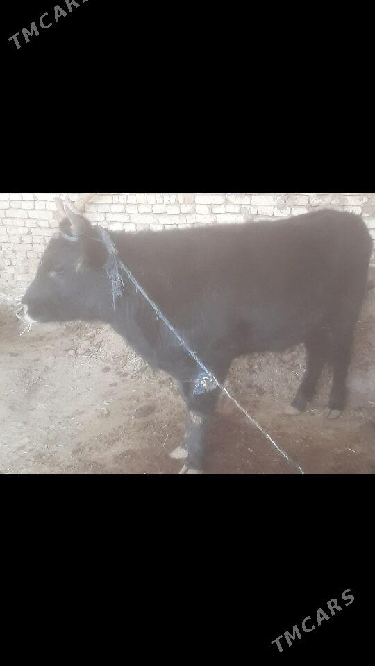 Ókùz - Murgap - img 2