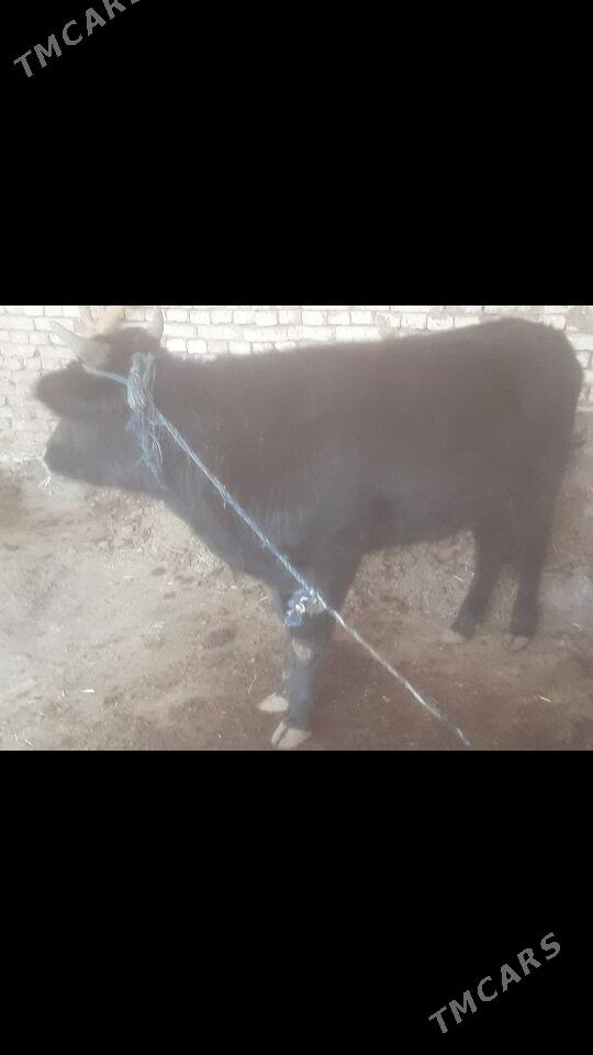 Ókùz - Murgap - img 3