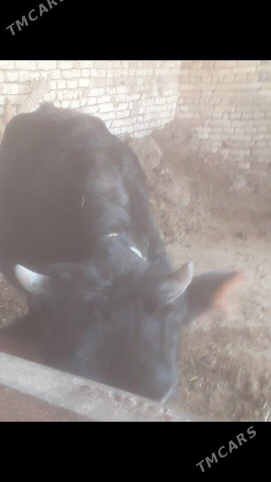 Gulajyn - Murgap - img 2