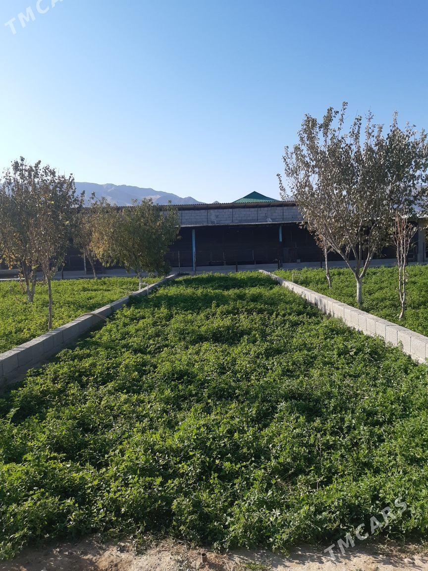 Bereketli Gäwers äne - Ак-Бугдайский этрап - img 7