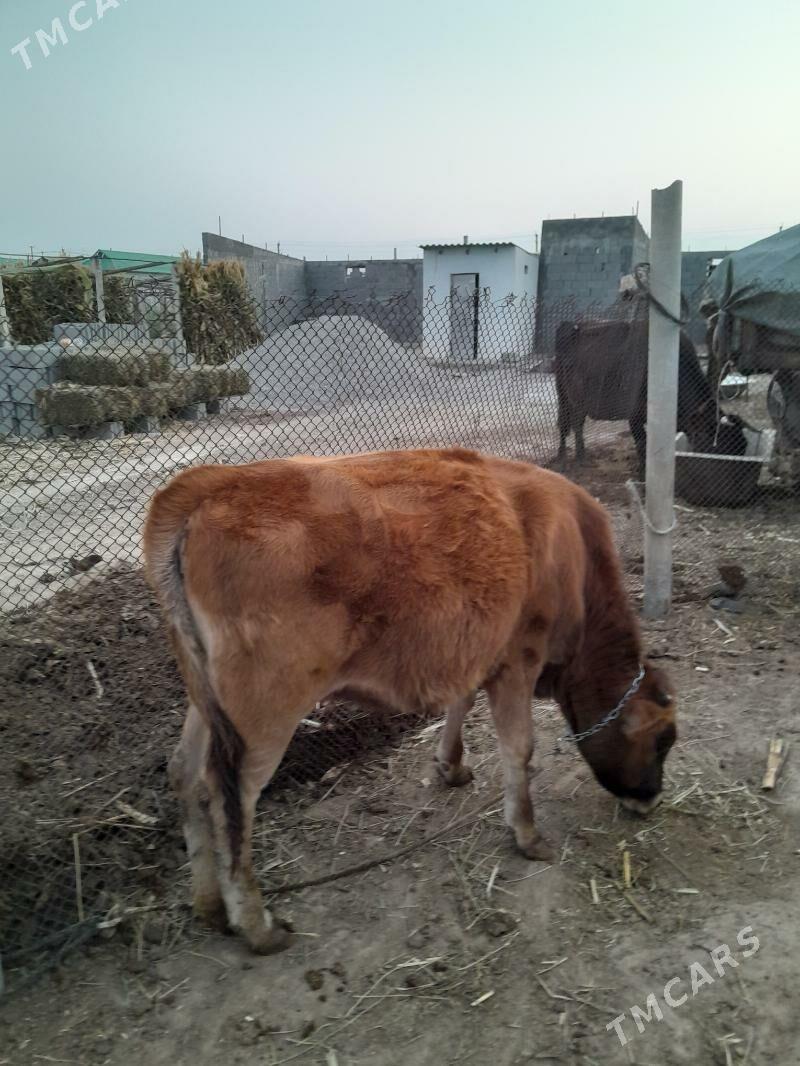 Tuwe - Büzmeýin - img 4