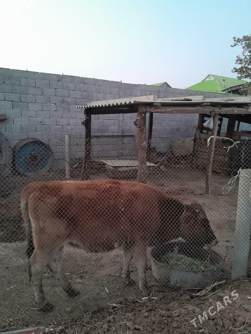 Tuwe - Büzmeýin - img 2