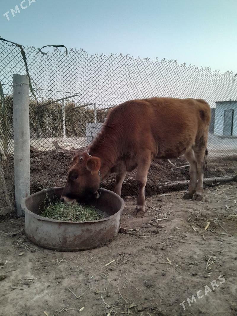 Tuwe - Büzmeýin - img 7