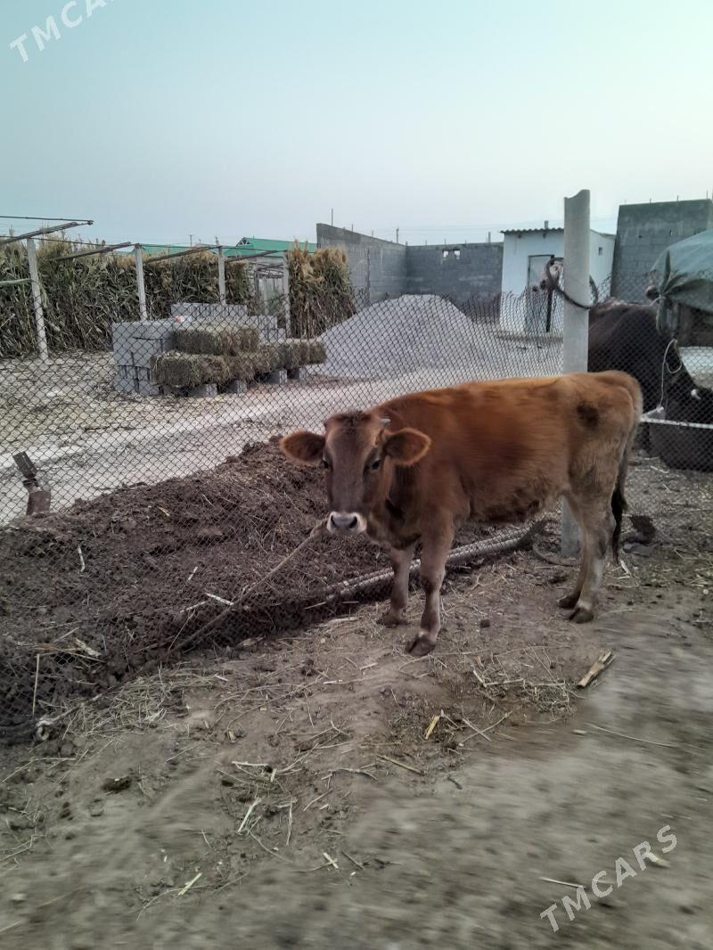 Tuwe - Büzmeýin - img 8