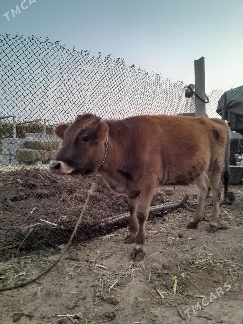 Tuwe - Büzmeýin - img 6