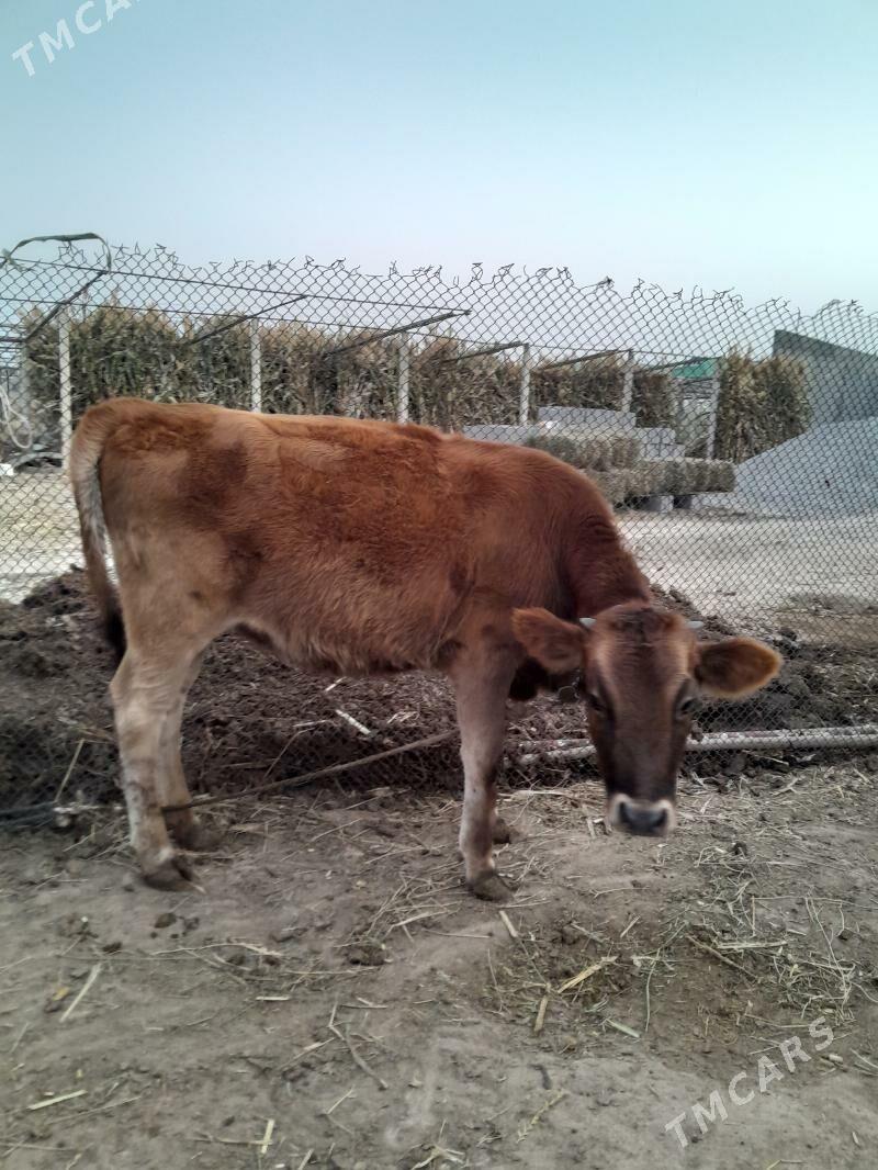 Tuwe - Büzmeýin - img 5