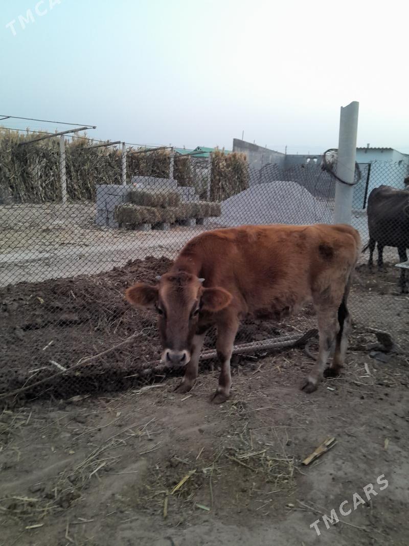 Tuwe - Büzmeýin - img 9