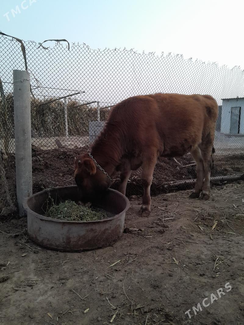 Tuwe - Büzmeýin - img 3