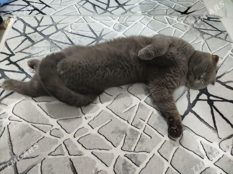 Вислоухая Ýatyk gulak кошка - Ашхабад - img 3