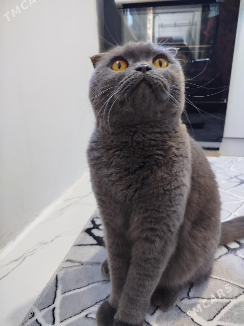 Вислоухая Ýatyk gulak кошка - Ашхабад - img 2