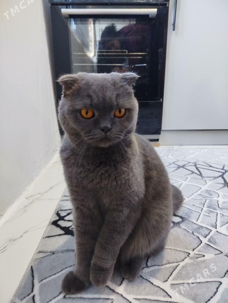 Вислоухая Ýatyk gulak кошка - Ашхабад - img 4